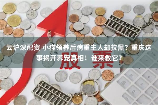 云沪深配资 小猫领养后病重主人却拉黑？重庆这事揭开养宠真相！谁来救它？
